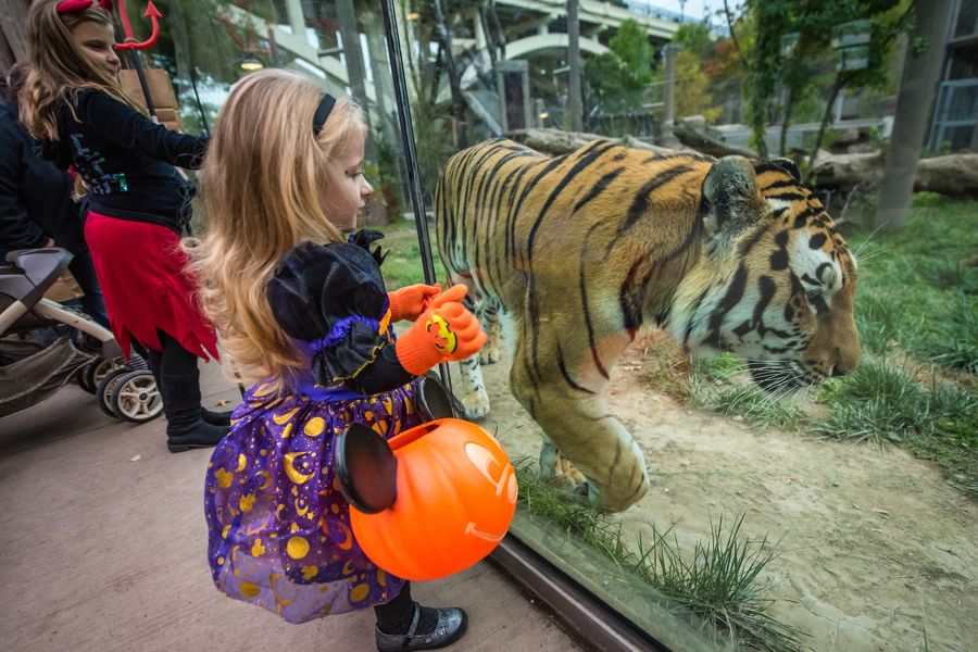 Franklin Park Zoo | InPlay.org